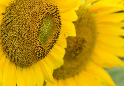 201708111342-DSC01463RX10M3.jpg