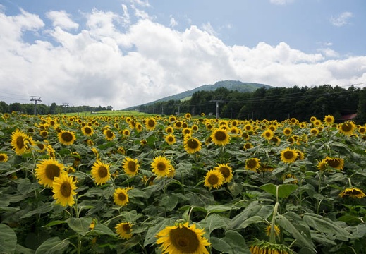 201708111348-DSC01480RX10M3.jpg