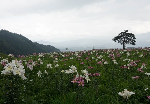201708111613-DSC01618RX10M3.jpg