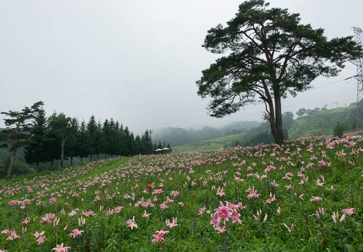 201708111620-DSC01638RX10M3.jpg
