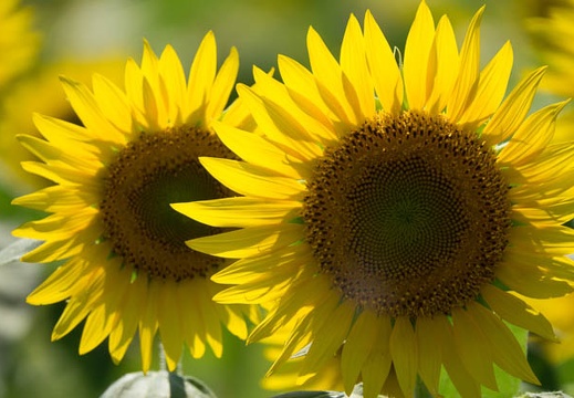 201708191438-DSC02798RX10M3.jpg