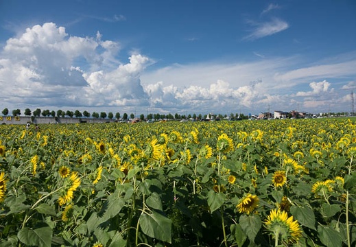 201708191458-DSC02881RX10M3.jpg