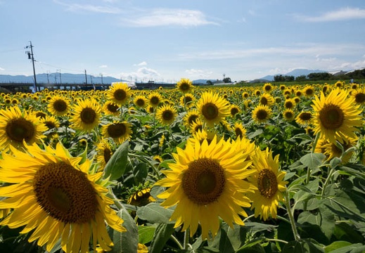 201708191500-DSC02889RX10M3.jpg