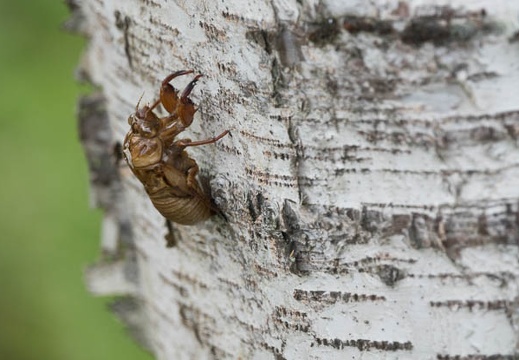 201708241345-DSC03608RX10M3.jpg