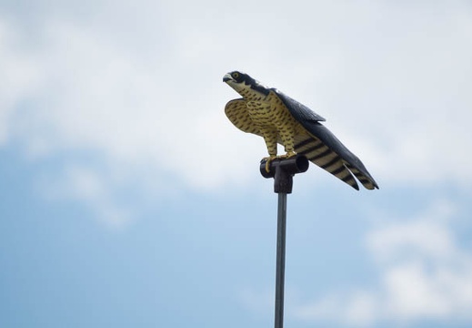 201708241422-DSC03664RX10M3.jpg
