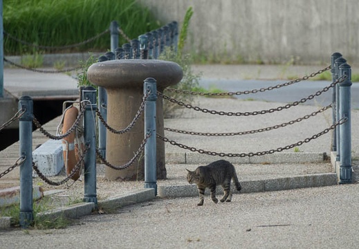 201708261739-DSC04164RX10M3.jpg