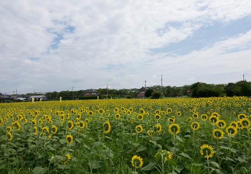 201708301032-DSC04812RX10M3.jpg