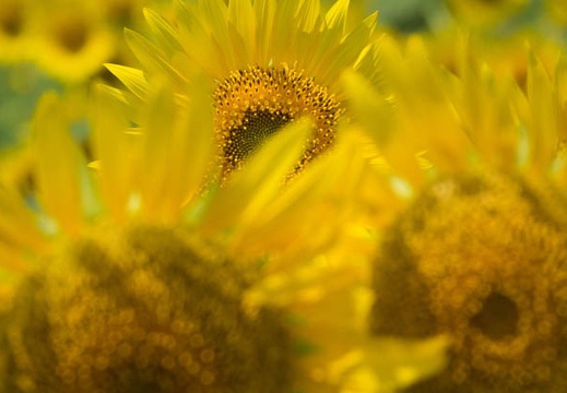 201708301109-DSC04945RX10M3.jpg