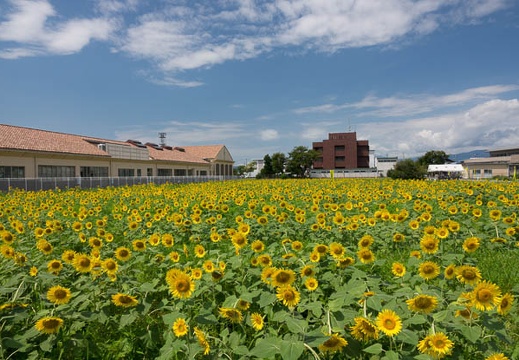 201708301111-DSC04954RX10M3.jpg