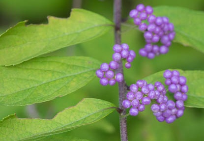 201709101436-DSC07755RX10M3.jpg