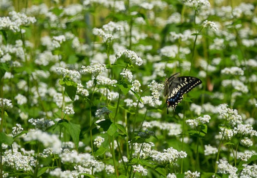201709141102-DSC07795RX10M3.jpg