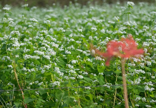 09.19 椛の湖そばの花まつり2017