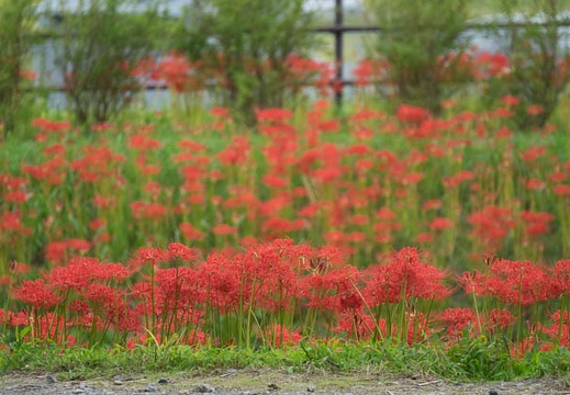 201709231154-DSC09698RX10M3.jpg