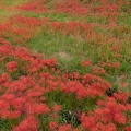201709231236-DSC09843RX10M3.jpg