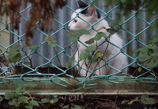 201710201647-DSC03272RX10M4.jpg