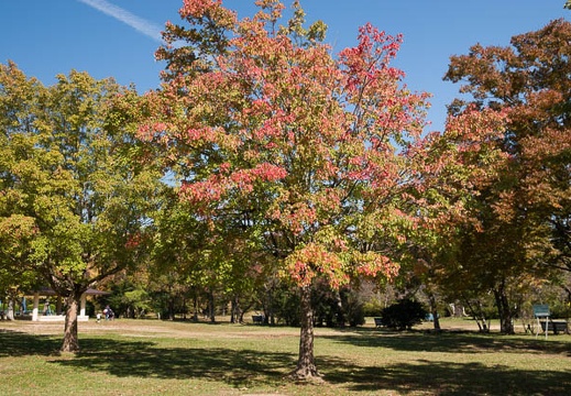 201711011236-DSC05256RX10M4.jpg