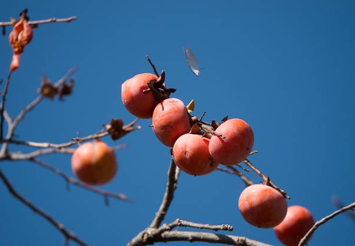 201711011244-DSC05271RX10M4.jpg