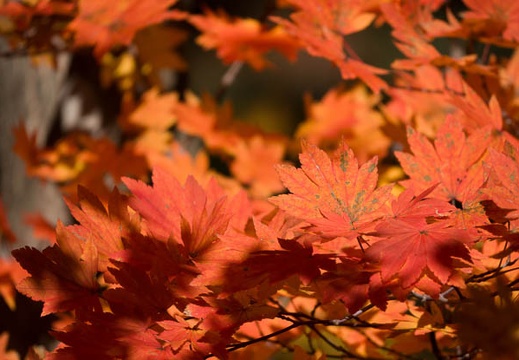 201711090906-DSC01801RX10M4.jpg