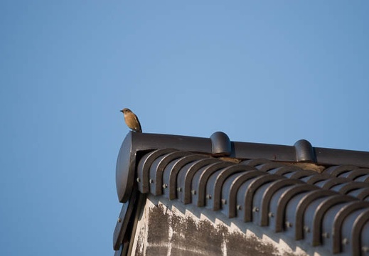 201711101503-DSC02324RX10M4.jpg