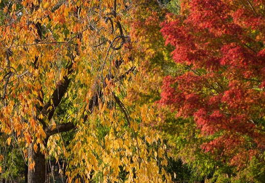 201711101515-DSC02353RX10M4.jpg