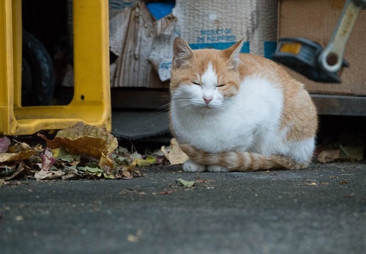 201711101603-DSC02420RX10M4.jpg