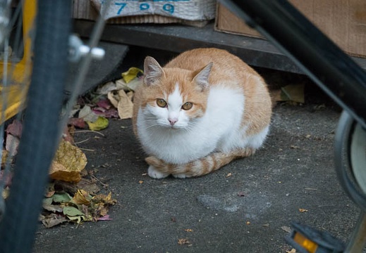 201711101603-DSC02423RX10M4.jpg