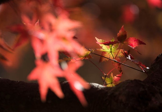201711120859-DSC02745RX10M4.jpg