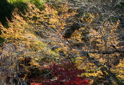 201711121048-DSC02939RX10M4.jpg