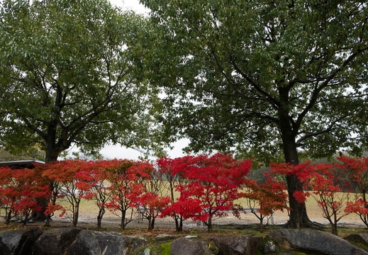 201711141219-DSC03361RX10M4.jpg