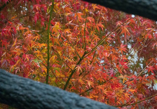 201711141507-DSC03578RX10M4.jpg