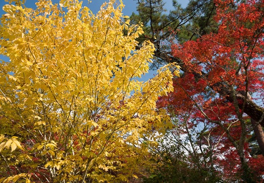 201711151302-DSC03818RX10M4.jpg