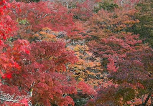 11.15 岩屋堂公園