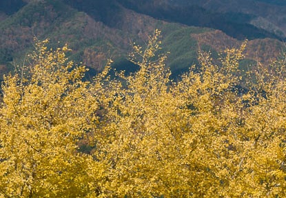 201711161010-DSC04320RX10M4.jpg