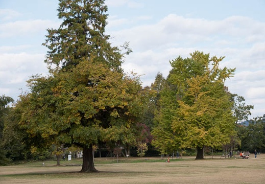 201711171335-DSC04888RX10M4.jpg