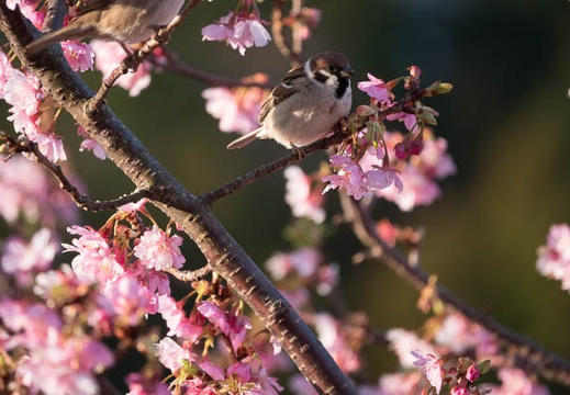 201803020704-DSC01204RX10M4.jpg
