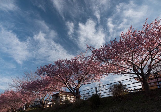 201803020710-DSC01230RX10M4.jpg