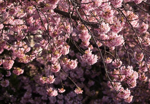 201803020753-DSC01355RX10M4.jpg