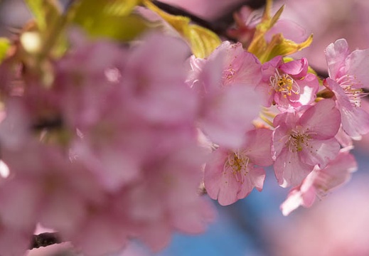 201803020900-DSC01490RX10M4.jpg