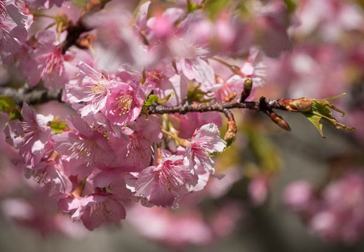 201803021208-DSC01724RX10M4.jpg