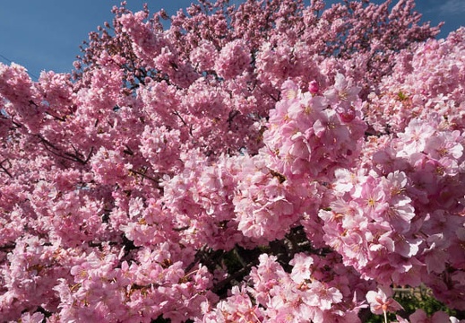 03.02 第28回河津桜まつり