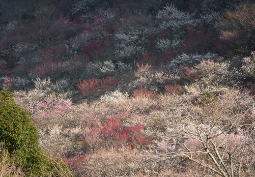 201803030711-DSC01948RX10M4.jpg