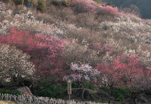 201803030717-DSC01968RX10M4.jpg