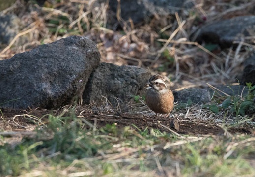 201803030722-DSC01976RX10M4.jpg