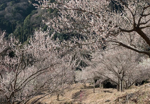 201803030818-DSC02076RX10M4.jpg