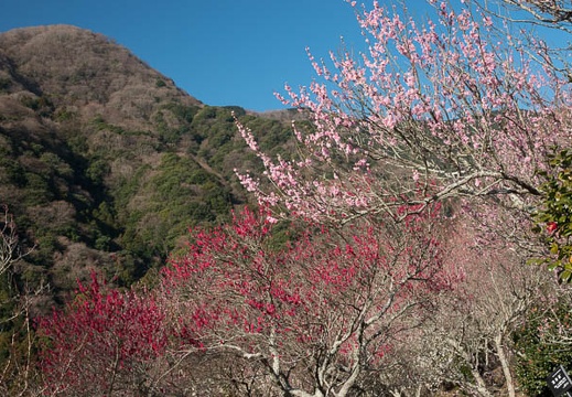 201803030820-DSC02084RX10M4.jpg