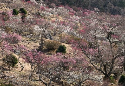 201803030903-DSC02173RX10M4.jpg