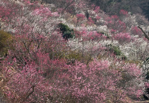 201803030904-DSC02179RX10M4.jpg