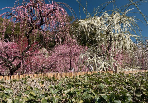 201803061110-DSC03085RX10M4.jpg