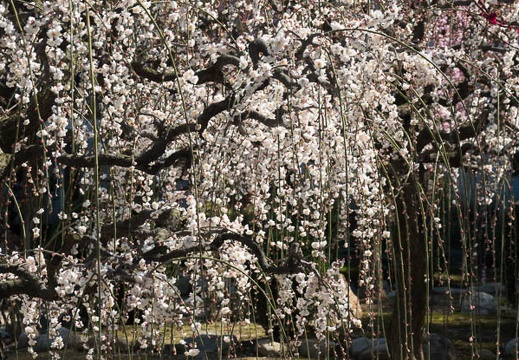 201803061112-DSC03091RX10M4.jpg