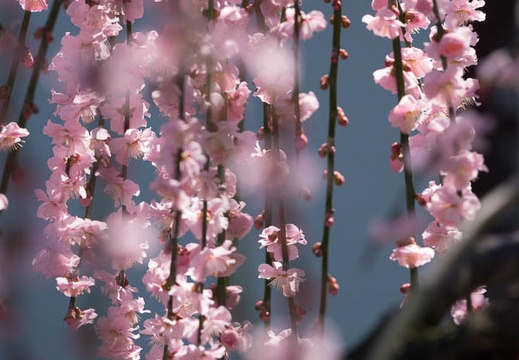 201803061113-DSC03094RX10M4.jpg